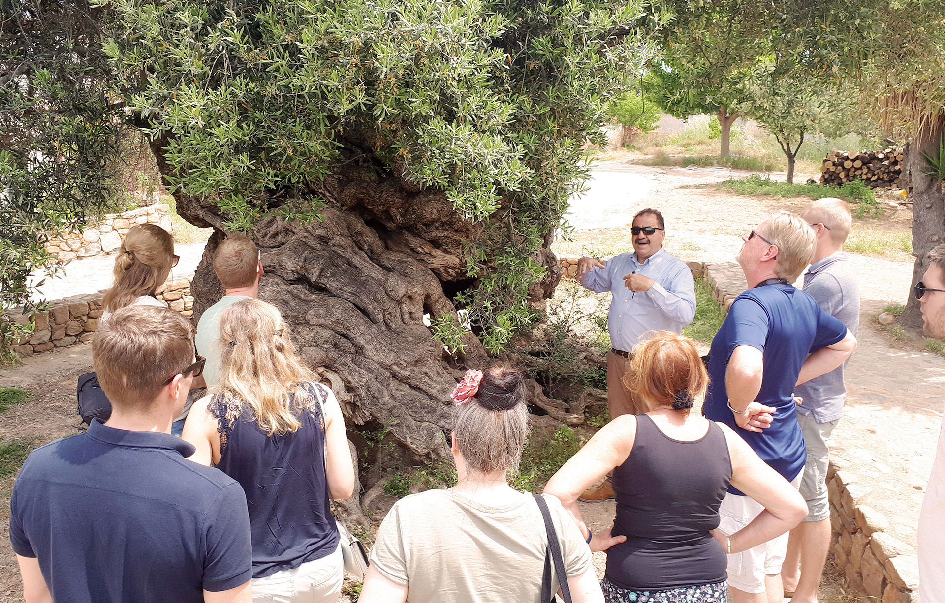 Wine and Olive Oil Tour in Crete