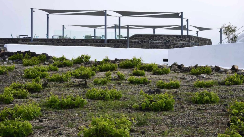 Wine Tasting and Winery Tour in Santorini
